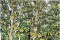 Tròn mắt xem cây mít “vỡ kế hoạch”, đếm mỏi mắt không hết 