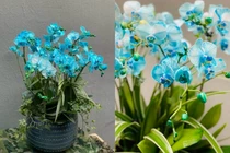 Lan hồ điệp màu xanh gây sốt thị trường Tết đắt cỡ nào?