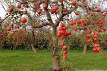 Thăm vườn táo Nhật khổng lồ 1kg/quả đắt khách dịp Tết