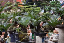 Bonsai vạn tuế mini đẹp, độc, lạ hút khách chơi Tết