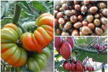 3 loại cà chua độc lạ giá cao ngất vẫn không đủ bán