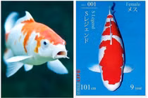 Cá Koi giá ngang siêu biệt thự khiến đại gia “bí ẩn” xuống tiền 