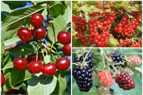 3 loại quả “rẻ bèo” ở nước ngoài, về Việt Nam “đắt hơn vàng“