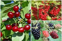 3 loại quả “rẻ bèo” ở nước ngoài, về Việt Nam “đắt hơn vàng“