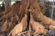 Cận cảnh gốc bàng nghìn năm 30 tỷ của đại gia Sóc Trăng