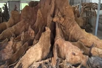 Cận cảnh gốc bàng nghìn năm 30 tỷ của đại gia Sóc Trăng