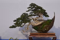 10 tác phẩm bonsai độc đáo và đẹp nhất hành tinh 