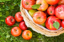 Hé lộ nguyên nhân táo nhập khẩu hàng tháng trời không hỏng, vỏ như tráng mỡ