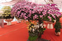 Lan hồ điệp trăm triệu đại gia Việt không tiếc tiền mua chơi Tết