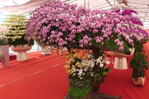 Lan hồ điệp trăm triệu đại gia Việt không tiếc tiền mua chơi Tết