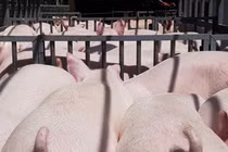 Nuôi lợn, hàng loạt đại gia Việt kiếm bộn tiền