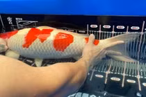 Cá Koi 1,6 tỷ khiến đại gia bán đất mua đẹp cỡ nào?