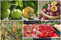 4 loại quả ở Việt Nam “rẻ như cho”, ra nước ngoài “cực chát“