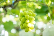 Nho sữa “quý tộc” thành hàng “rẻ hơn rau” như thế nào?