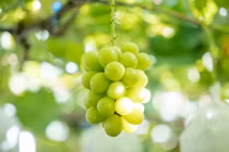 Nho sữa “quý tộc” thành hàng “rẻ hơn rau” như thế nào?