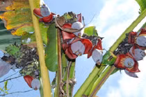 Phát sốt những cây chuối khủng trổ hàng chục bắp một lúc