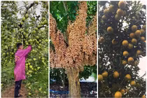 Choáng váng cây ra quả “vỡ kế hoạch” những ai cũng muốn sở hữu