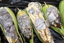 Loại ngô đắt bậc nhất thế giới, mốc meo có tiền cũng khó mua 