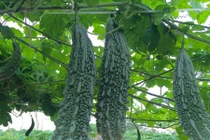 Kinh ngạc trồng mướp đắng hái ra tiền 
