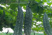 Kinh ngạc trồng mướp đắng hái ra tiền 