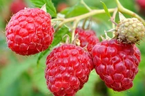 Điểm danh hoa quả dại nước ngoài nhưng cực đắt đỏ tại VN