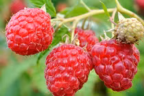 Điểm danh hoa quả dại nước ngoài nhưng cực đắt đỏ tại VN