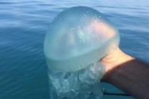 Xem ngư dân săn “vàng trắng” để hốt bạc 