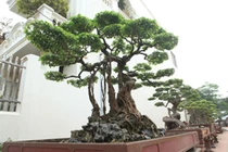 Tay chơi "khét tiếng" cây cảnh: Người bán nhà, kẻ không tiếc siêu xe