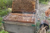 Nông dân thu cả trăm triệu 1 tháng nhờ chiêu luyện ong mật cực độc đáo