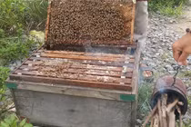 Nông dân thu cả trăm triệu 1 tháng nhờ chiêu luyện ong mật cực độc đáo