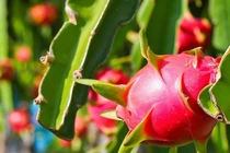 Tận thấy loại quả lật đổ sầu riêng, soán ngôi “vua trái cây Việt“
