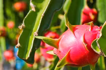 Tận thấy loại quả lật đổ sầu riêng, soán ngôi “vua trái cây Việt“