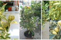 Vừa xuất hiện, thú chơi tắc cẩm thạch đã "siêu hót" 