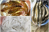 3 đặc sản sông Đà giá cao vẫn hút khách