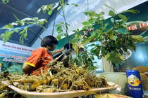 Sâm Ngọc Linh quý nhất thế giới “đẻ ra vàng” như thế nào? 