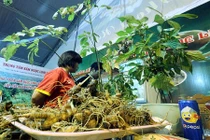 Sâm Ngọc Linh quý nhất thế giới “đẻ ra vàng” như thế nào? 