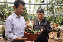 "Ngả mũ" thú chơi lan rừng có một không hai của đại gia Việt