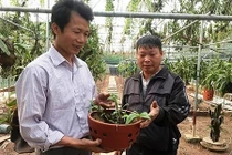 "Ngả mũ" thú chơi lan rừng có một không hai của đại gia Việt