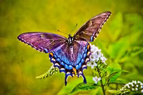 Sinh ngày Âm lịch này cả đời vất vả nhưng con cháu thành danh 