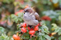 Sinh tháng Âm lịch này, đầu óc nhạy bén, phán đoán “như thần”