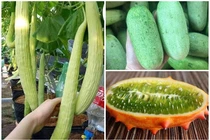 3 giống dưa chuột “quái đản” khiến bà nội trợ Việt mê tít
