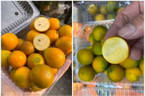 Quất ngọt không nước, đặc ruột hút khách dịp Tết Nguyên đán 