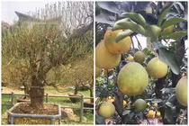 Đã mắt ngắm đào khủng, sai trĩu quả xuống phố sớm đón Tết 