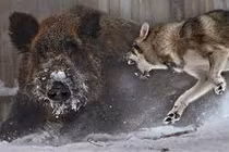 Video: Lợn rừng đơn độc tử chiến 4 con sói khát máu