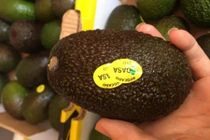 Giống bơ Chile siêu đắt đỏ hút nhà giàu Việt có gì lạ?