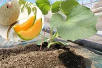 Người Nhật trồng dưa lưới đắt bằng cả xe hơi thế nào? 
