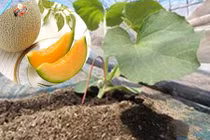 Người Nhật trồng dưa lưới đắt bằng cả xe hơi thế nào? 