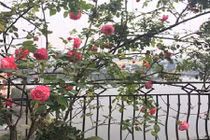 Mỏi mắt ngắm vườn hồng tuyệt đẹp trên sân thượng nhà Hà Nội