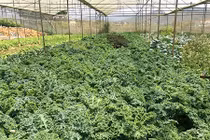 Lạc vào xứ sở rau cải xoăn giá cao tại Đà Lạt