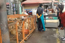 Bên trong chợ thịt chó lớn nhất Hàn Quốc vừa đóng cửa